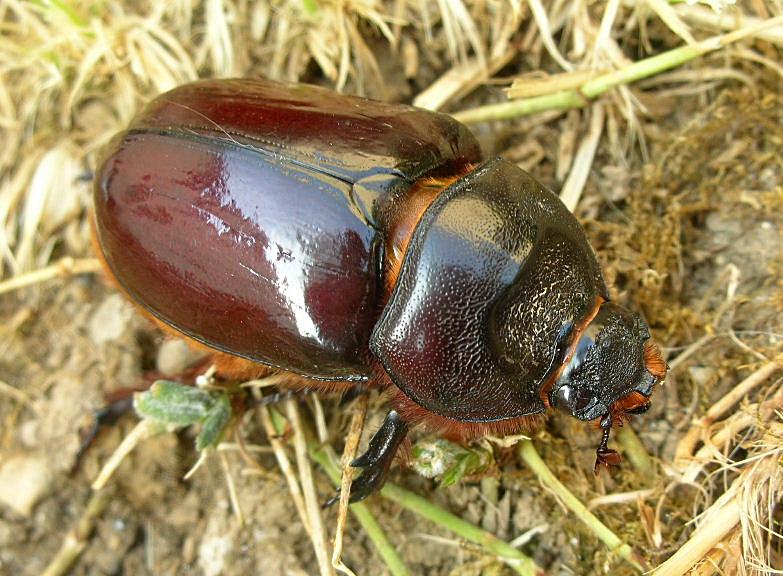 Oryctes nasicornis ... Scarabeo rinoceronte